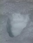 a fresh bear track we stumbled upon in the backcountry